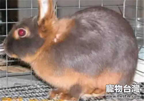 美國黃褐色家兔的飼養要點