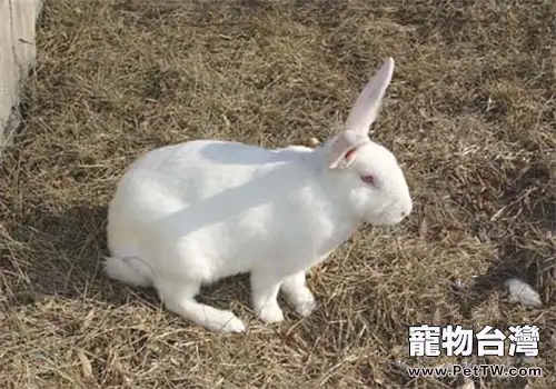 日本大耳兔的品種簡介