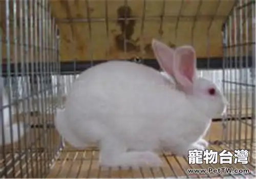 日本大耳兔的外觀特徵