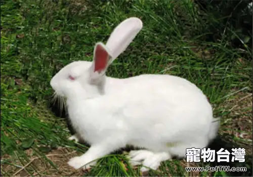 日本大耳兔的護理要點