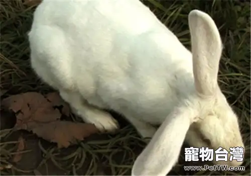 日本大耳兔的生活環境