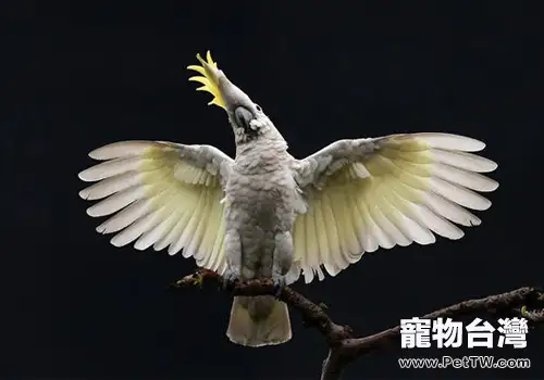 小葵花鳳頭鸚鵡品種簡介