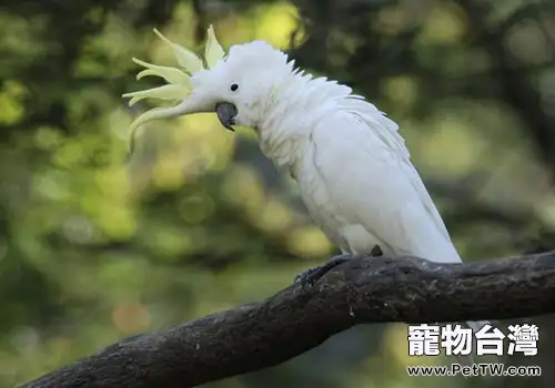 小葵花鳳頭鸚鵡形態特徵