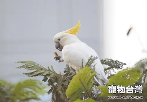 小葵花鳳頭鸚鵡的生活環境