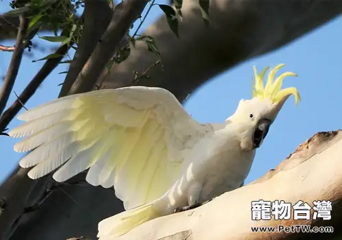 小葵花鳳頭鸚鵡的餵食要點（1圖）-寵物台灣