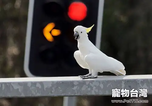 小葵花鳳頭鸚鵡的護理知識