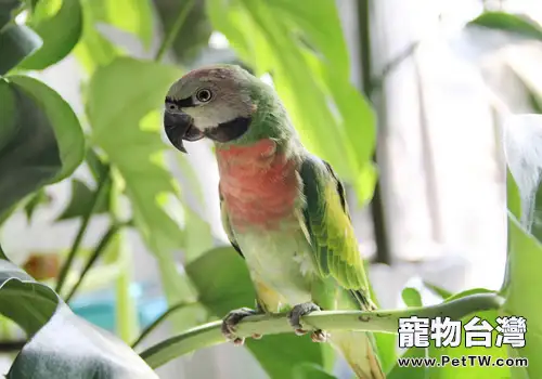 小緋胸鸚鵡品種簡介