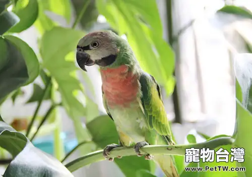 小緋胸鸚鵡品種簡介(1圖)-寵物台灣