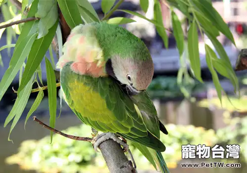 小緋胸鸚鵡的形態特徵(1圖)-寵物台灣