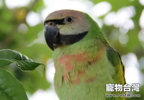 小緋胸鸚鵡的生活環境如何