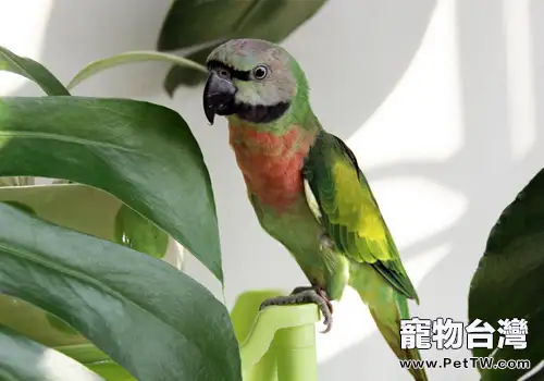 小緋胸鸚鵡吃什麼