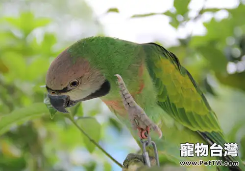 小緋胸鸚鵡的飼養要點