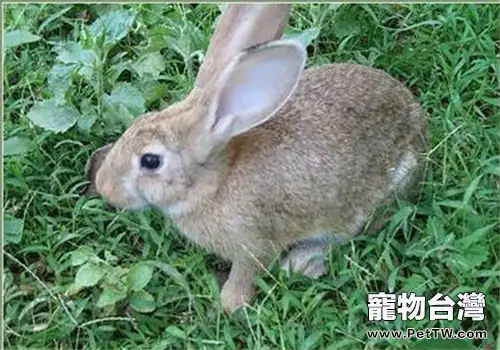 塞北兔的品種簡介(1圖)-寵物台灣