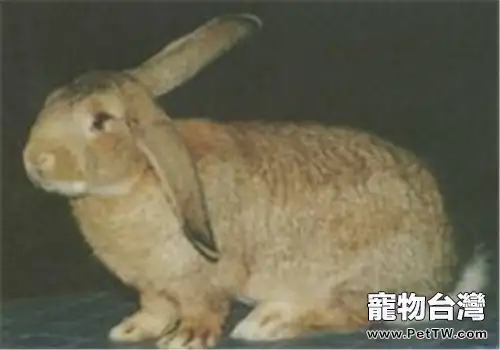 塞北兔的外貌特徵