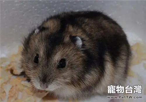 三線倉鼠的飼養知識