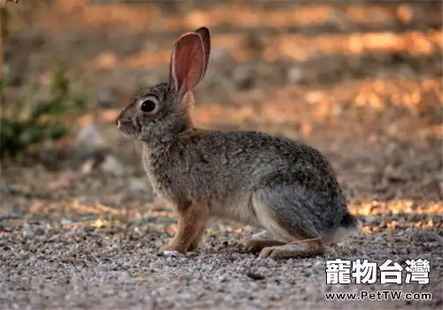 沙漠棉尾兔的品種簡介