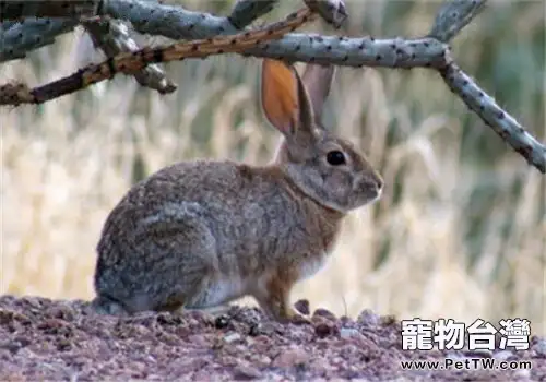 沙漠棉尾兔的形態特徵