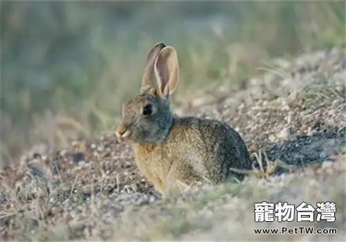 沙漠棉尾兔的養護要點