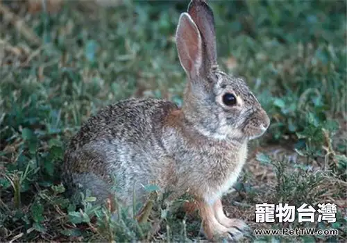 沙漠棉尾兔的生活環境