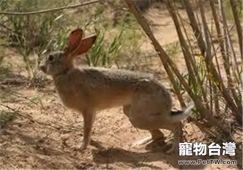 塔里木兔的品種簡介
