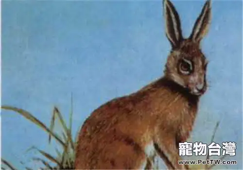 塔里木兔的形態特徵