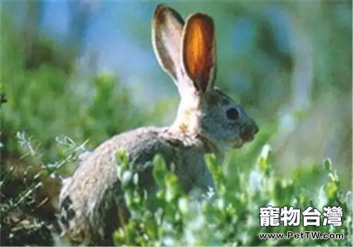 塔里木兔的飲食特性