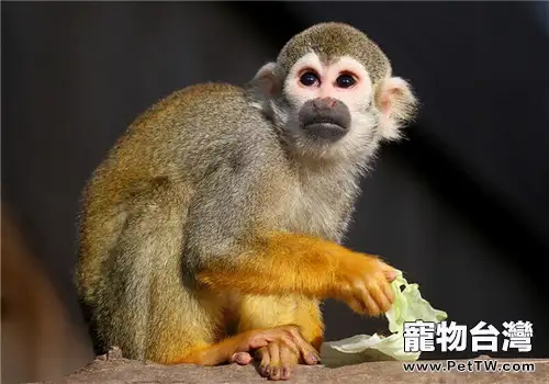 松鼠猴的生活環境(1圖)-寵物台灣