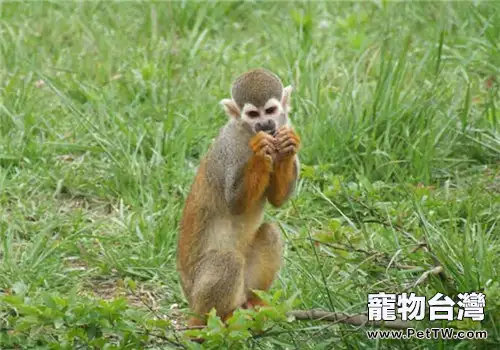 松鼠猴的飼養知識