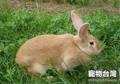 太行山兔的形態特徵