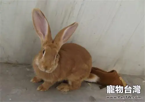 太行山兔飼養環境對育肥的影響