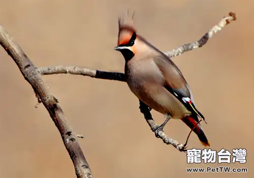 小太平鳥的生活環境