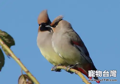 小太平鳥的形態特徵