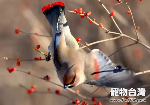 小太平鳥品種簡介(1圖)-寵物台灣