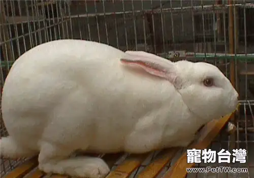 獺兔的品種簡介