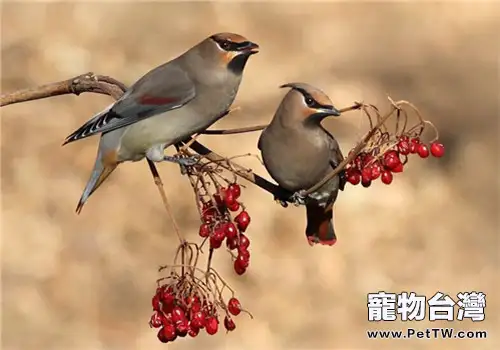 太平鳥的品種簡介