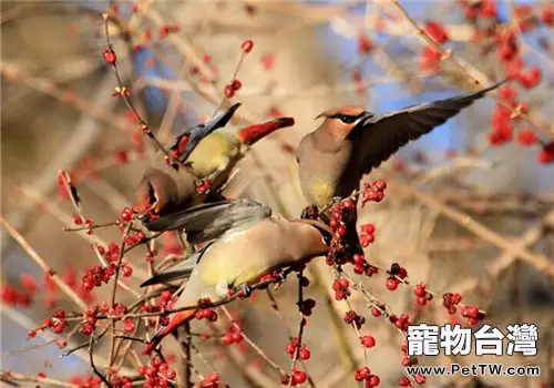 太平鳥的形態特徵