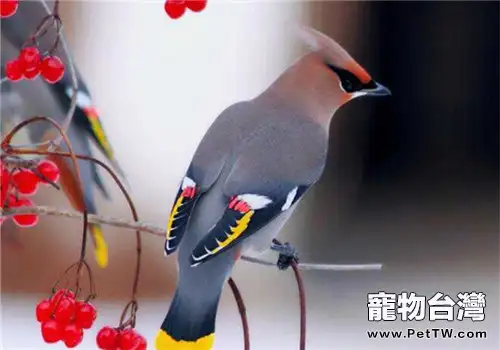 太平鳥的生活環境