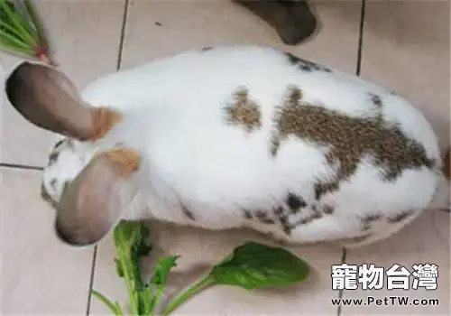 維蘭特兔的食物選擇(1圖)-寵物台灣