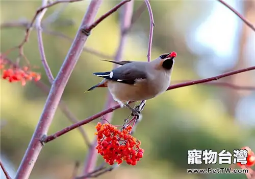 太平鳥的飼養知識