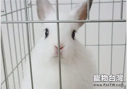 西施兔的外貌特徵(1圖)-寵物台灣