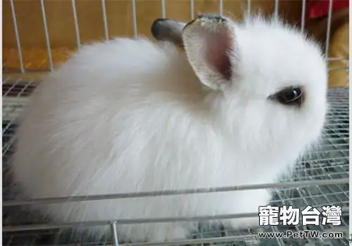 西施兔的護理要點(1圖)-寵物台灣
