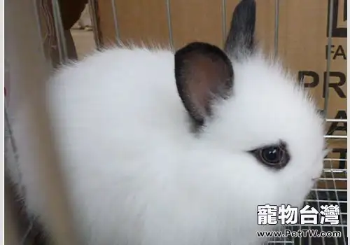 西施兔的生活環境(1圖)-寵物台灣
