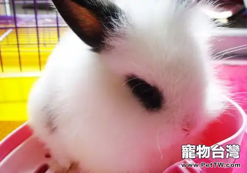 西施兔的飼養要點(1圖)-寵物台灣