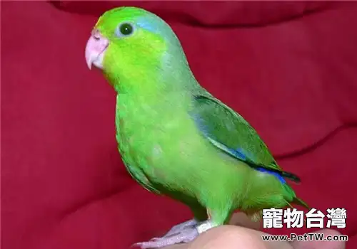 太平洋鸚鵡的生活環境(1圖)-寵物台灣