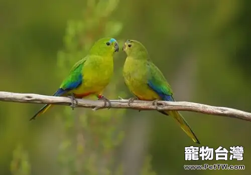 太平洋鸚鵡的飼養知識