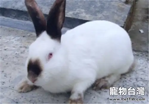 喜馬拉雅兔的護理要點