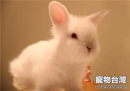 喜馬拉雅兔的飼養方法
