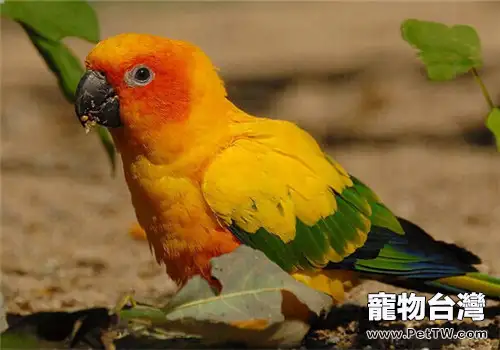太陽錐尾鸚鵡的生活環境