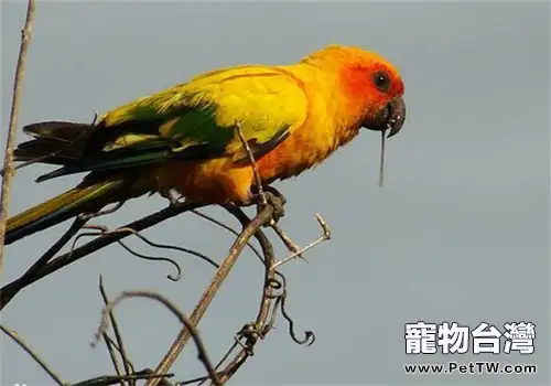 太陽錐尾鸚鵡的飼養知識