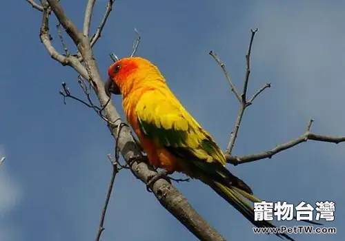 太陽錐尾鸚鵡的餵食要點